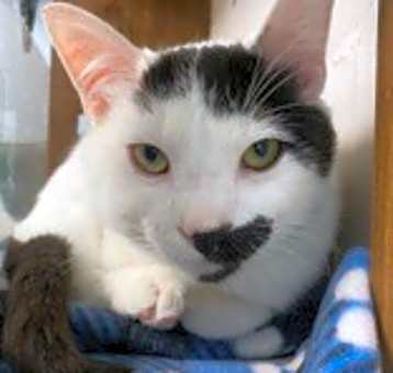 Photo of Mustache