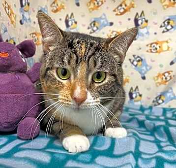 Photo of Muffin