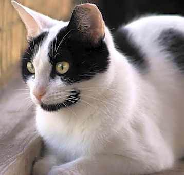 Photo of Sadie