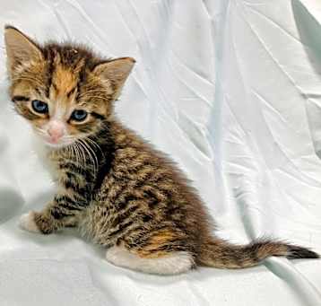 Photo of Lyra