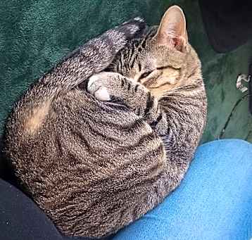 Photo of Lily