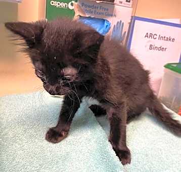 Photo of A521739