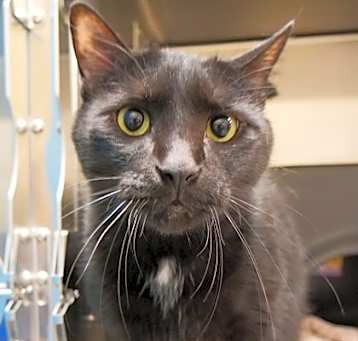 Photo of Jet