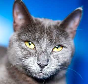 Photo of RAJAH MATEO