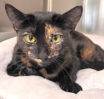Photo of Pepper