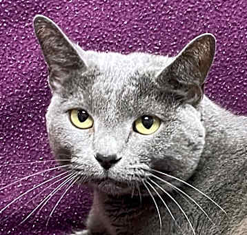 Photo of Smoky