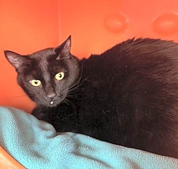 Photo of Shadow