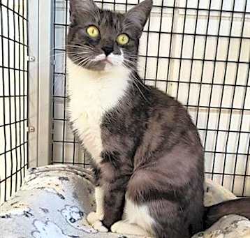 Photo of AMBROSIA