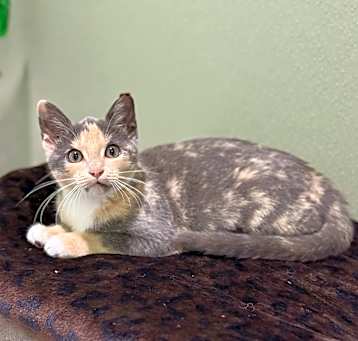 Photo of TORT