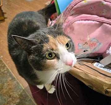 Photo of Ballerina Kitty