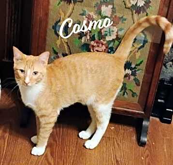 Photo of Cosmo #over-the-fence-boy