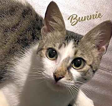 Photo of Bunnie #cotton-tail