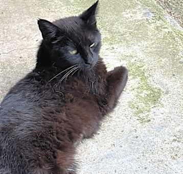 Photo of Olive