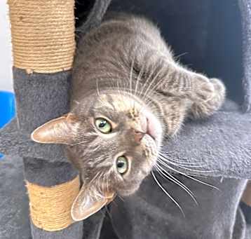 Photo of Pepper