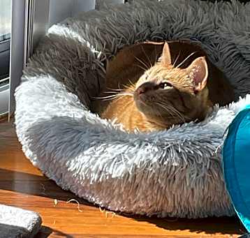 Photo of Ponzu