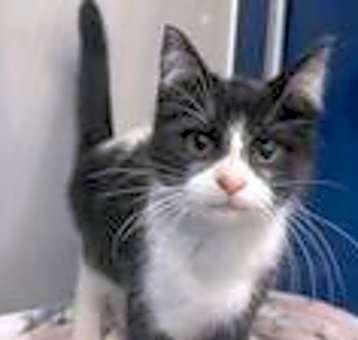 Photo of Pepe Le Pew