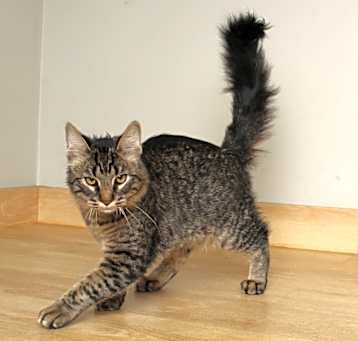 Photo of Simba C64989