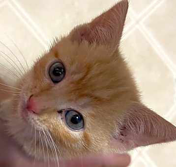 Photo of Clementine