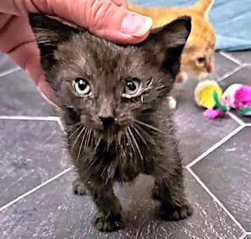 Photo of Pickle