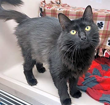 Photo of BINX
