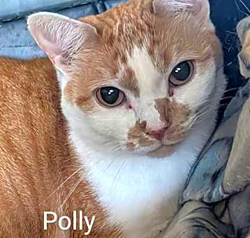 Photo of Polly