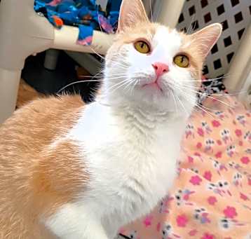 Photo of Harlow