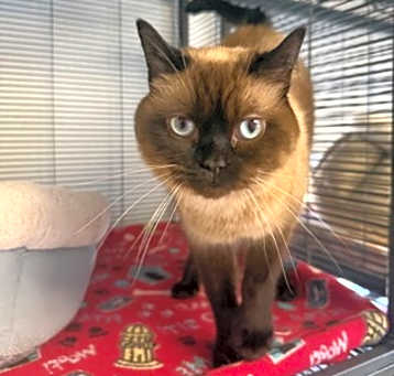 Photo of Catsby