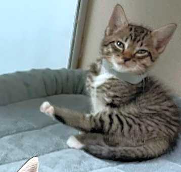 Photo of Cookie-grey