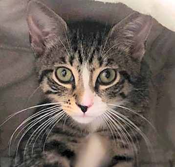 Photo of Tamale