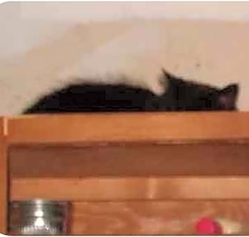 Photo of Midnight