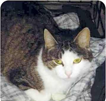 Photo of MAMA KITTY