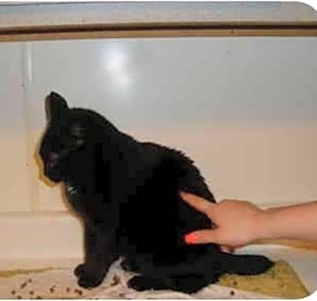 Photo of Ebony