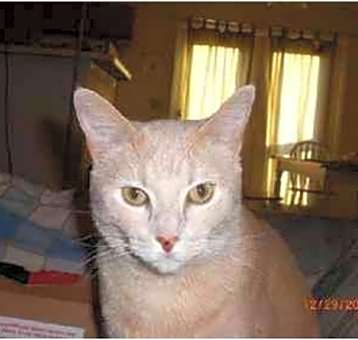 Photo of Freckles
