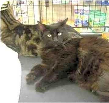 Photo of Bullwinkle