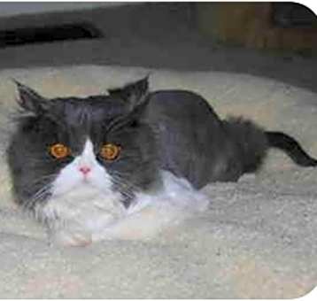 Photo of Lucky