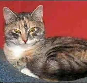 Photo of Tallulah
