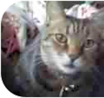 Photo of Fat Cat