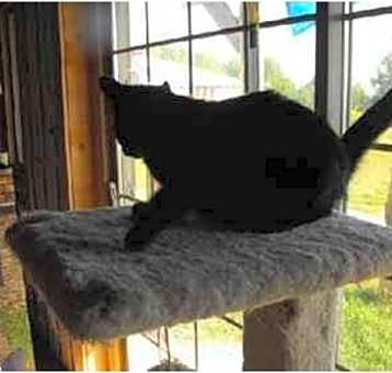 Photo of Onyx