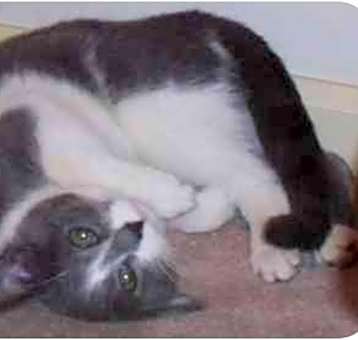 Photo of Sweet Pea