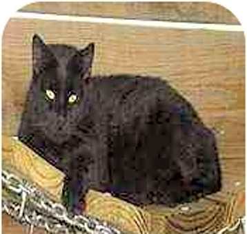 Photo of Soot