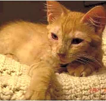 Photo of Parker (aka Leo)