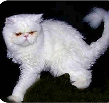 Photo of Missy