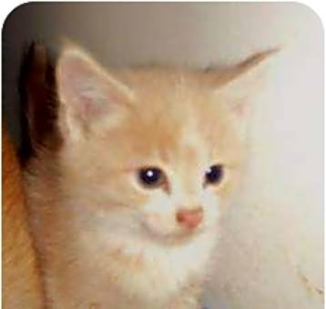 Photo of CREAMSICLE
