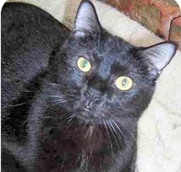 Photo of Midnight