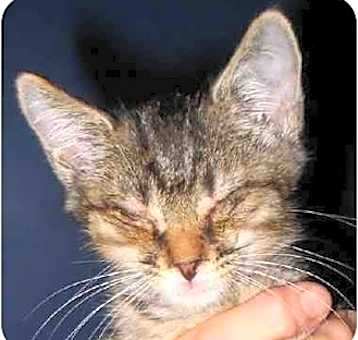 Photo of Kitten C (foster)