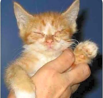 Photo of Kitten F (foster)