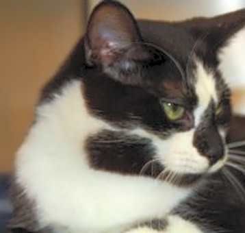 Photo of Maxwell
