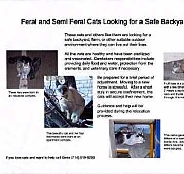 Photo of Semi Ferals
