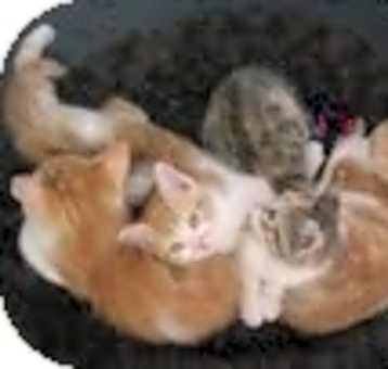 Photo of Kittens