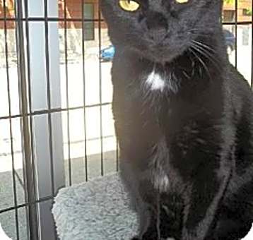 Photo of Jaguar